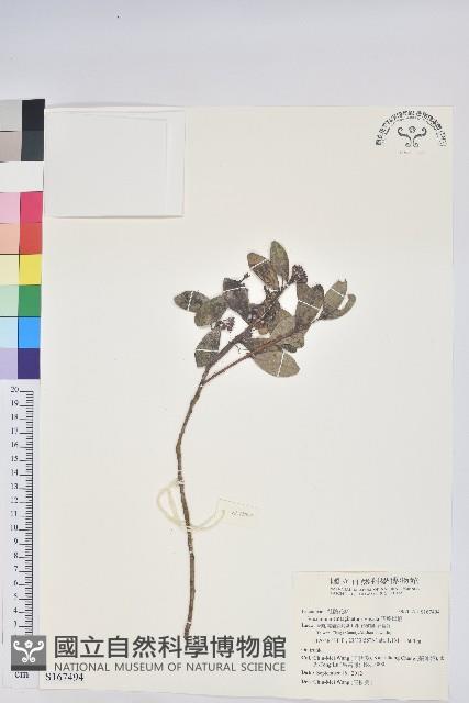 凹葉越橘藏品圖，第1張