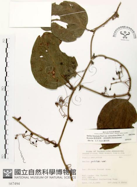 糙莖菝契、疣枝菝契藏品圖，第1張