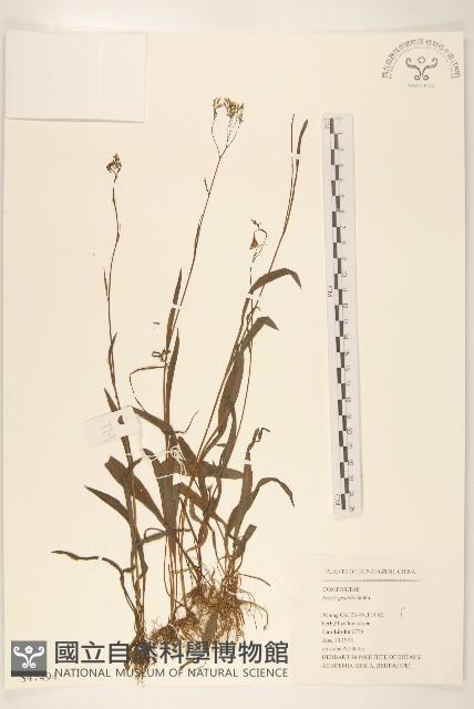 細葉苦實藏品圖，第1張