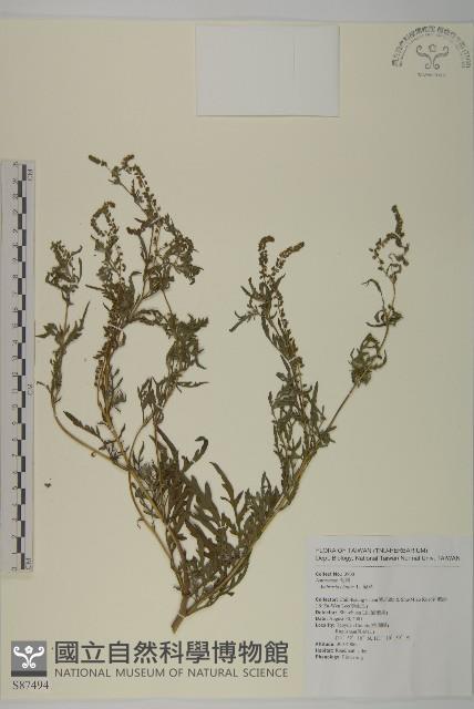 豬草藏品圖，第1張