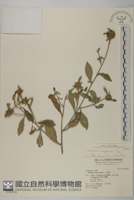 黃金珠藏品圖，第1張