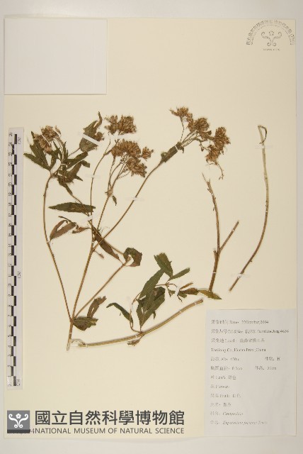 佩蘭藏品圖，第1張