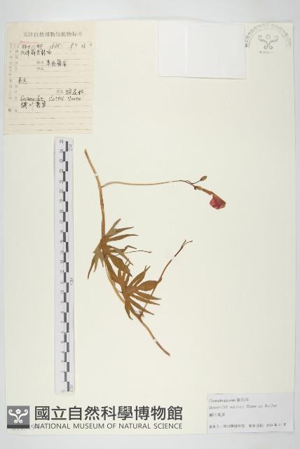 槭葉蔦蘿藏品圖，第1張