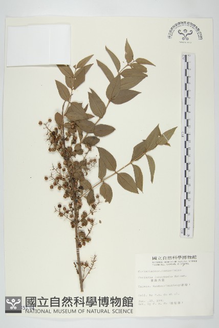 臺灣馬桑藏品圖，第1張