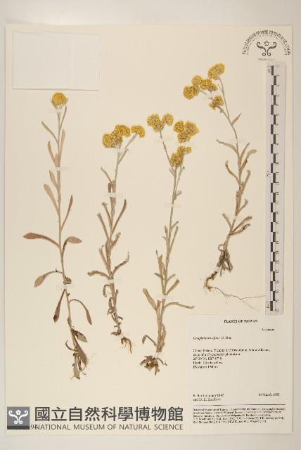 Cudweed Collection Image, Figure 1, Total 2 Figures
