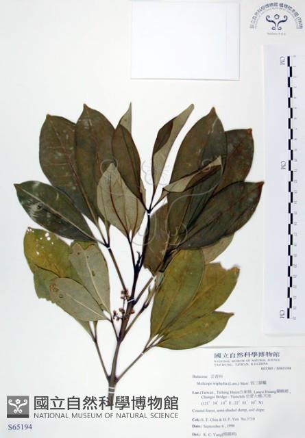 假三腳虌藏品圖，第1張