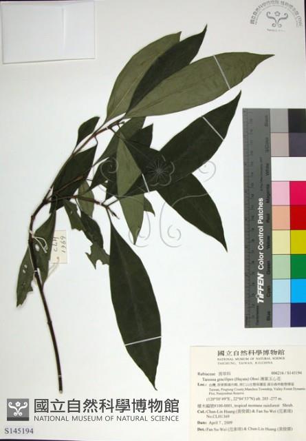 薄葉玉心花藏品圖，第1張