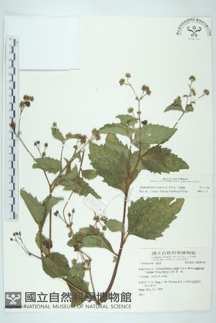 下田菊藏品圖，第1張