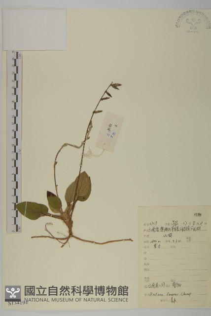 香鬼督郵藏品圖，第1張