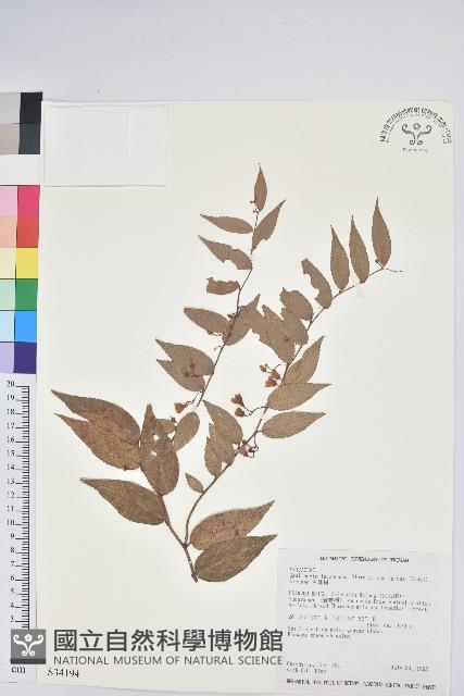 白珠樹藏品圖，第1張