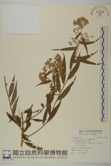 臺灣馬蘭藏品圖，第1張