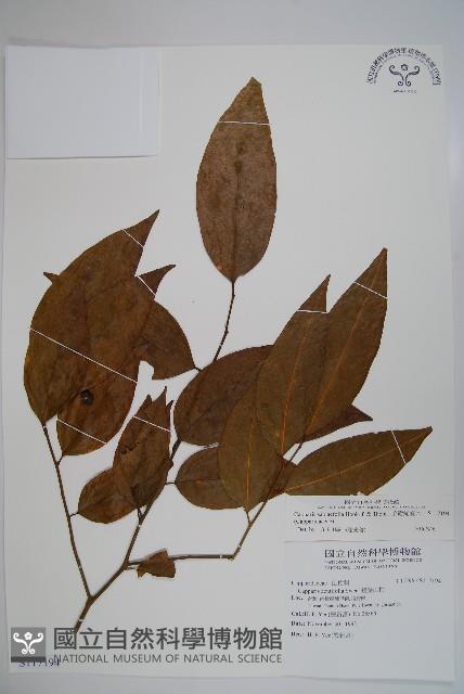 Accession Number:S117194 Collection Image, Figure 1, Total 2 Figures