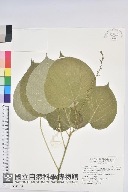 臺灣山麻桿藏品圖，第1張