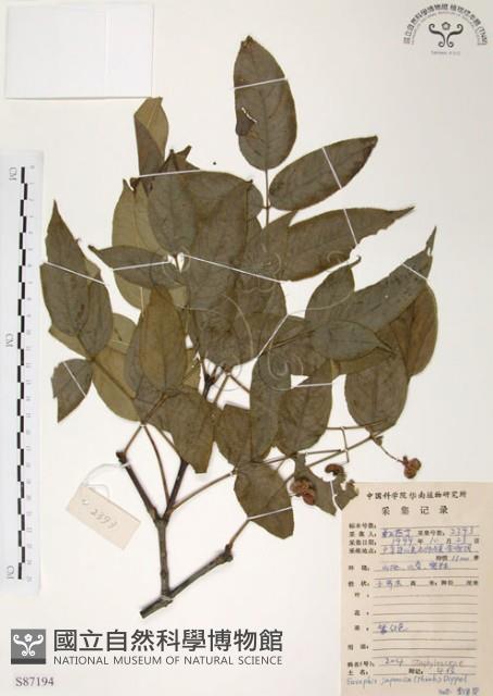 灰色木藍藏品圖，第1張