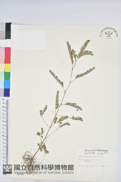 葉下珠、珠仔草藏品圖，第1張