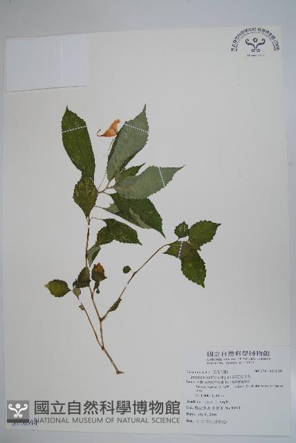 紫花鳳仙花藏品圖，第1張