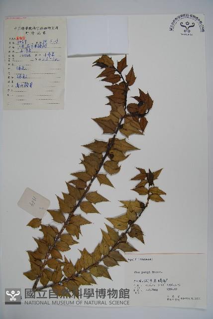 貓兒刺藏品圖，第1張