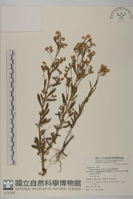 野茼蒿藏品圖，第1張