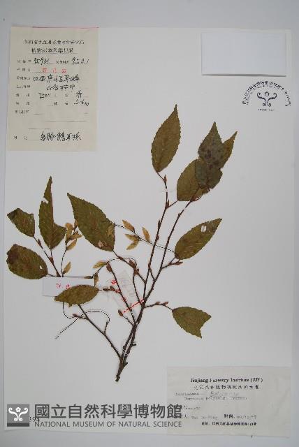 多脈鵝耳櫪藏品圖，第1張