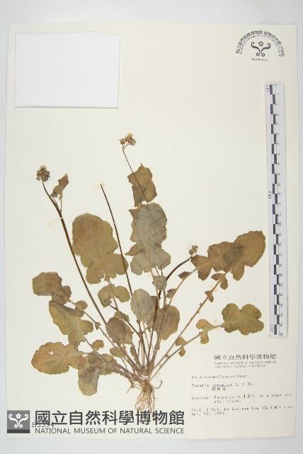 黃鵪菜藏品圖，第1張