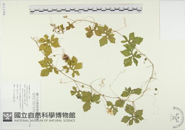 苦瓜藏品圖，第1張