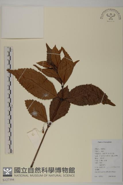 草珊瑚、紅果金粟蘭藏品圖，第1張