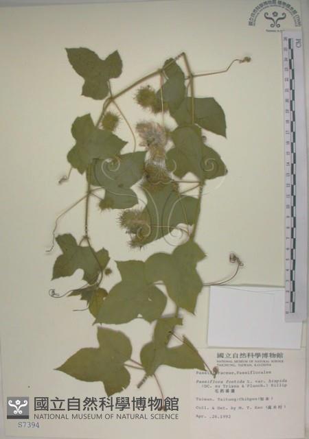 毛西番蓮藏品圖，第1張