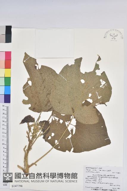 花蓮鐵莧、臺東鐵莧藏品圖，第1張