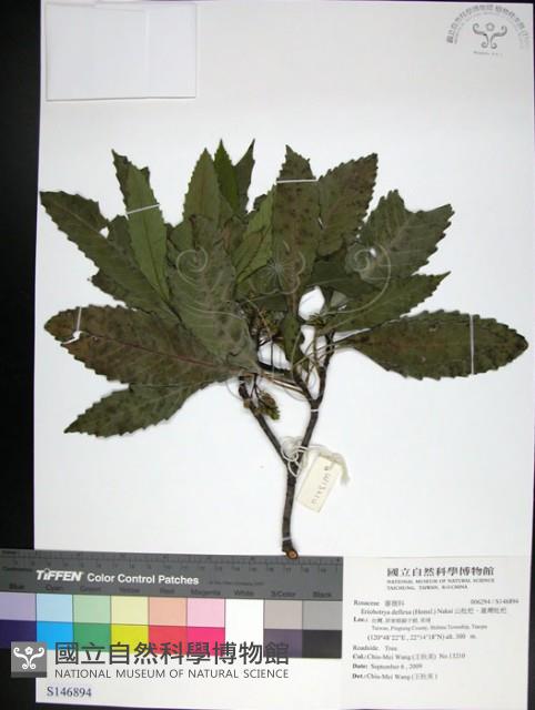 山枇杷、臺灣枇杷藏品圖，第1張