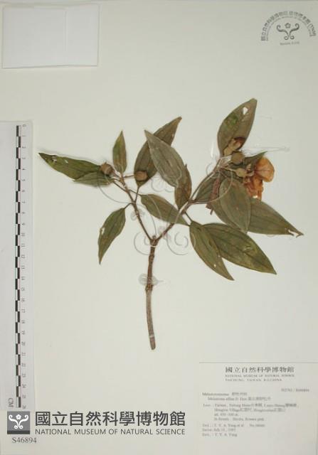 基尖葉野牡丹、蘭嶼野牡丹藏品圖，第1張