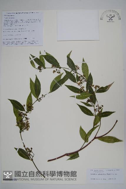 青蛇藤藏品圖，第1張