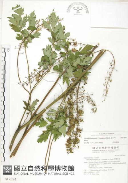 台灣升麻藏品圖，第1張