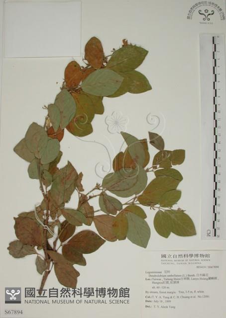 白木蘇花藏品圖，第1張