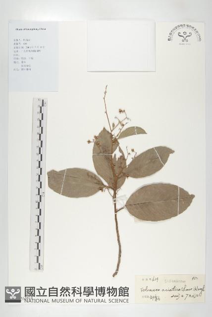 錫葉藤藏品圖，第1張