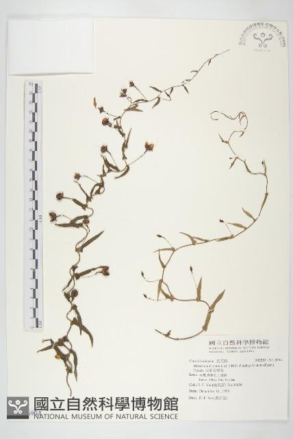 戟葉菜欒藤藏品圖，第1張