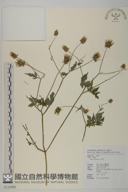 鬼針藏品圖，第1張