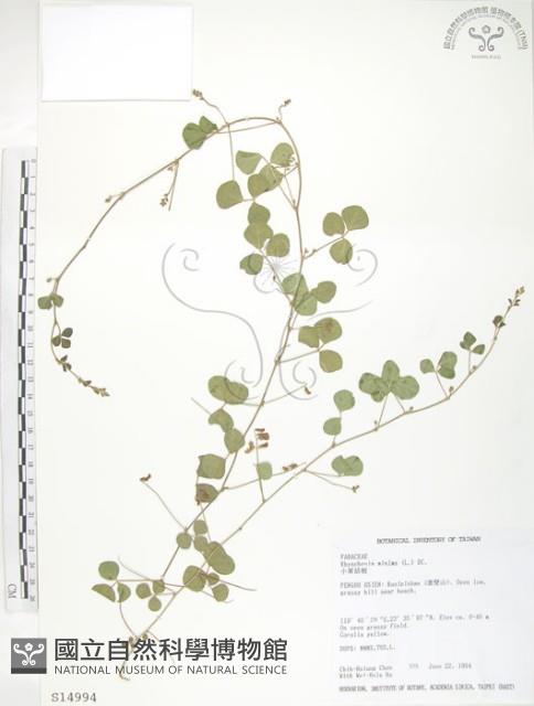 小葉括根藏品圖，第1張