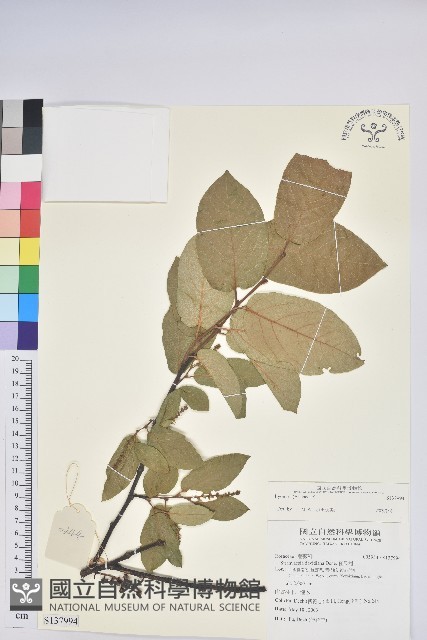 登錄號:S137994藏品圖，第1張
