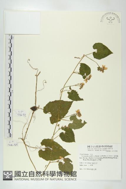 青牛膽藏品圖，第1張