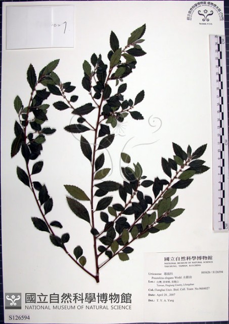 水雞油藏品圖，第1張