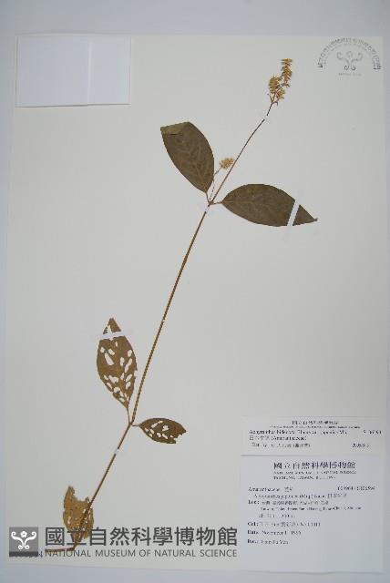 日本牛膝藏品圖，第1張