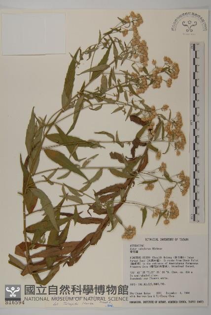 臺灣馬蘭藏品圖，第1張