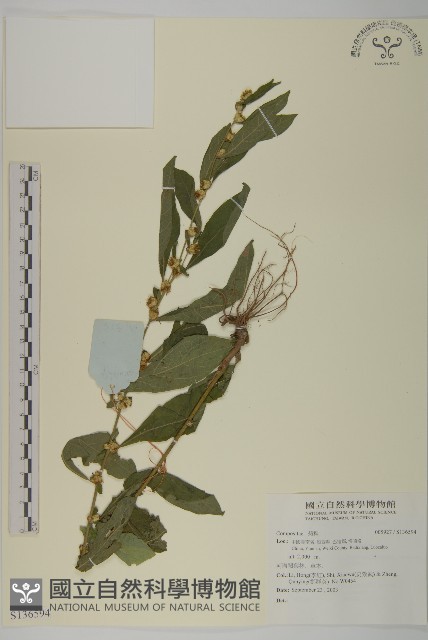 登錄號:S136594藏品圖，第1張