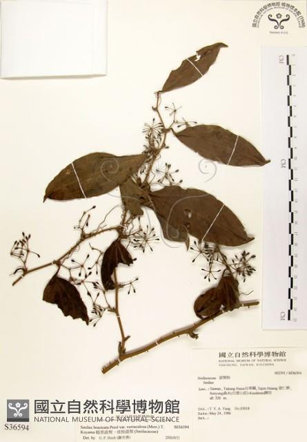 糙莖菝契、疣枝菝契藏品圖，第1張