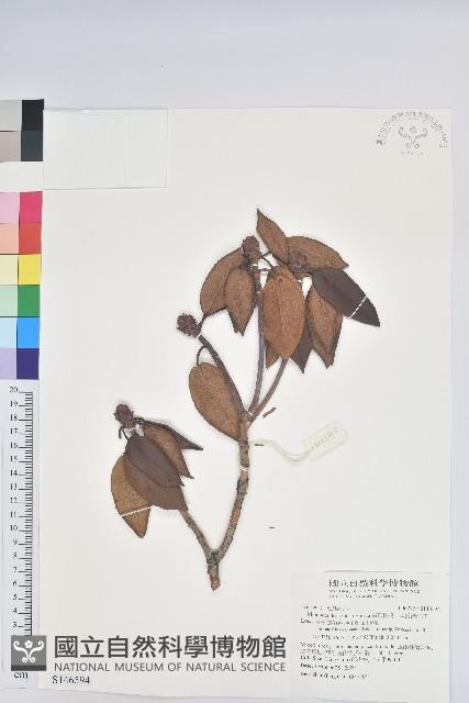 森氏杜鵑、森氏滿江紅藏品圖，第1張