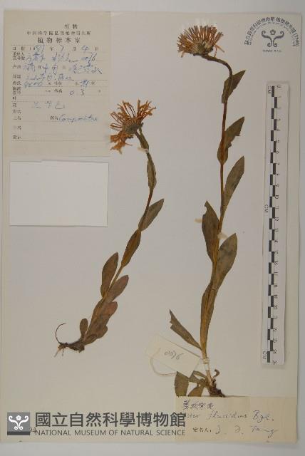 柔軟紫菀藏品圖，第1張