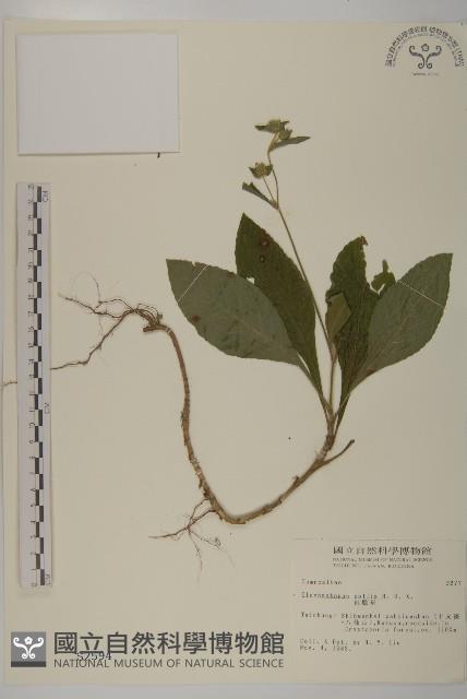 地膽草、毛蓮菜藏品圖，第1張