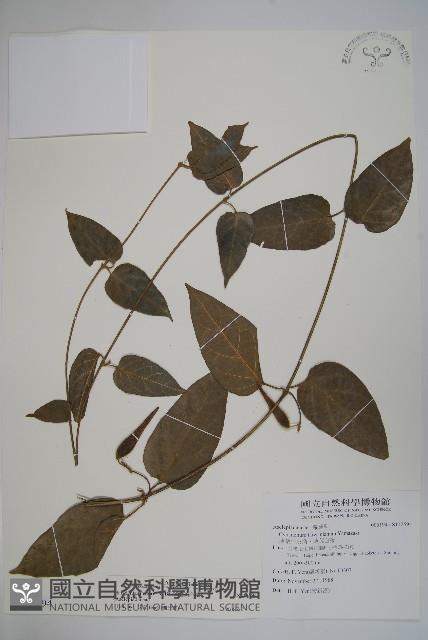 絨毛芙蓉蘭藏品圖，第1張