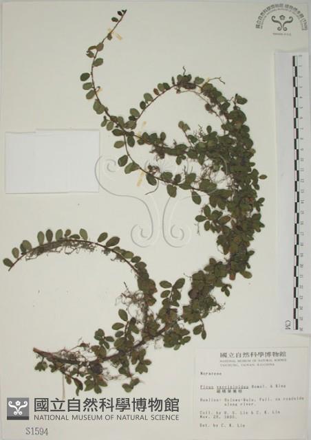 越橘葉蔓榕藏品圖，第1張