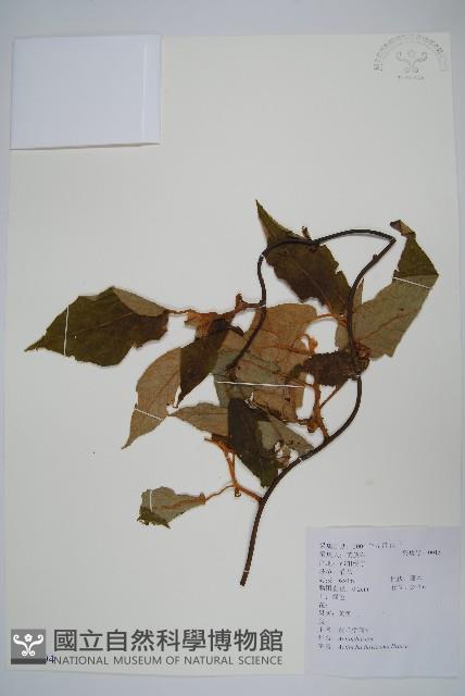 Accession Number:S111594 Collection Image, Figure 1, Total 2 Figures